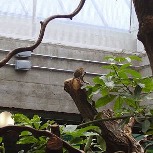 Rainforest exhibit - 2007