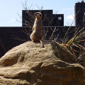 Meerkat - 2007