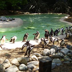 Penguin pool - 2007