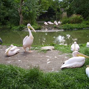 Pelicans - 2007