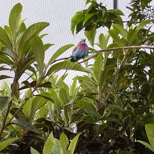 Lilac-breasted Roller - 2007