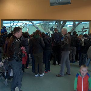 Crowded Gorilla House, Dublin Zoo, April 2012