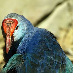 Purple swamphen