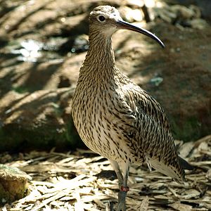 Eurasian curlew