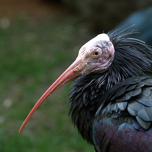 Northern Bald ibis