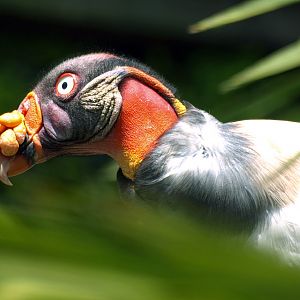King vulture