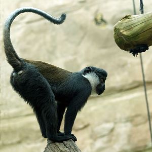 L'Hoest's guenon