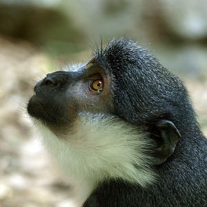 L'Hoest's guenon