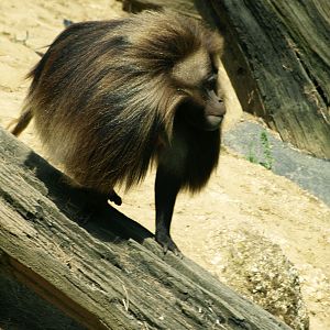 Gelada