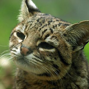 Geoffroy's cat