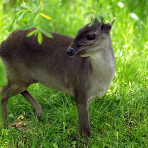 Blue duiker