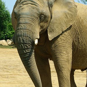 African elephant