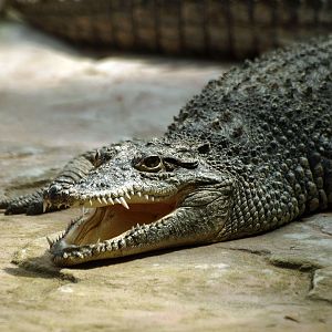 Cuban crocodile