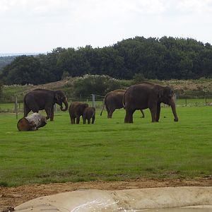 Elephant Herd - 2008