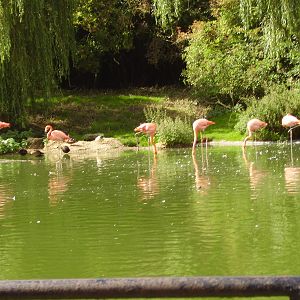 Flamingos - 2008