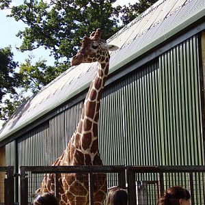 Giraffe - 2008