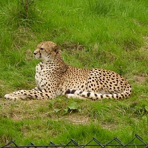 Cheetah - 2008