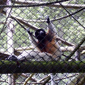 Sifaka - 2009