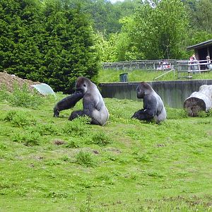 Gorillas - 2009