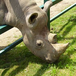 Rhino - 2009