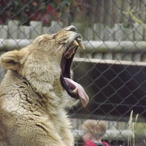 Asian Lion at Chesterr Zoo 31/03/12