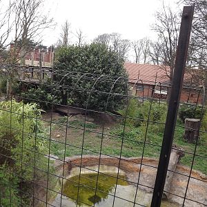 Sumatran Tiger exhibit at Chester Zoo 31/03/12