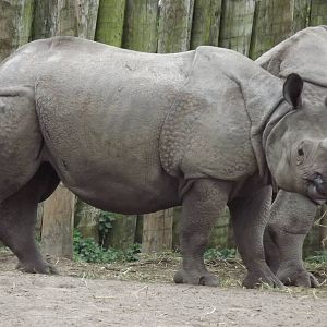 Indian Rhino at Chester Zoo 31/03/12