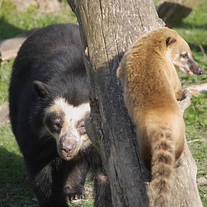 Spectacled bear and South American coati