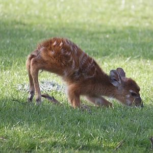 Sitatunga