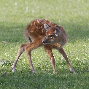 Sitatunga