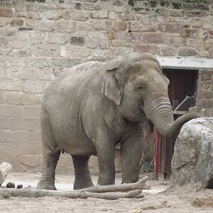 Asian Elephant at Chester Zoo 31/03/12