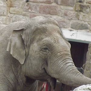 Asian Elephant at Chester Zoo 31/03/12
