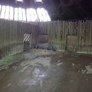 Tsavo Black Rhino experience at Chester Zoo 31/03/12