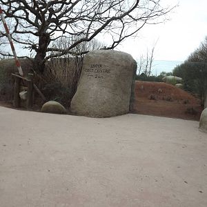 African Hunting Dog viewing at Chester Zoo 31/03/12+