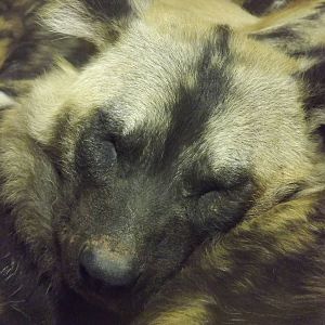 African Hunting Dog at Chester Zoo 31/03/12