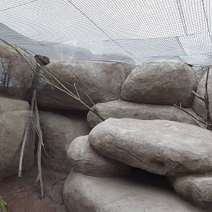Hyrax exhibit at Chester Zoo 31/03/12