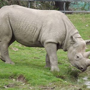 Eastern Black Rhino at Chester Zoo 31/03/12