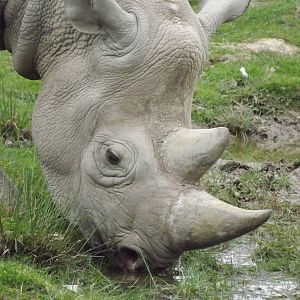 Eastern Black Rhino at Chester Zoo 31/03/12