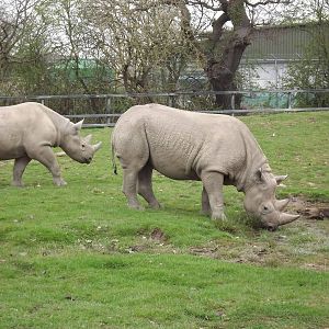 Eastern Black Rhinos at Chester Zoo 31/03/12