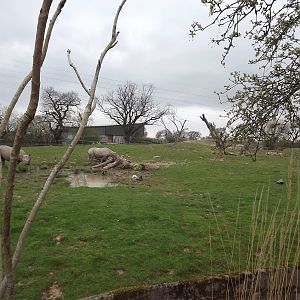 Tsavo Black Rhino experience at Chester Zoo 31/03/12