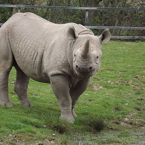 Eastern Black Rhino at Chester Zoo 31/03/12
