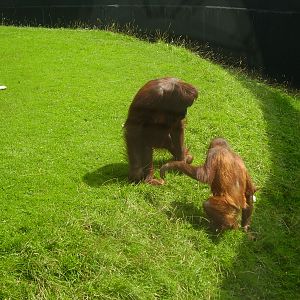 Orangutans - 2009