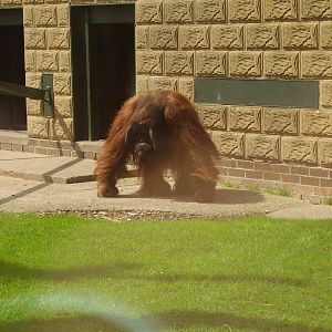 Orangutans - 2009