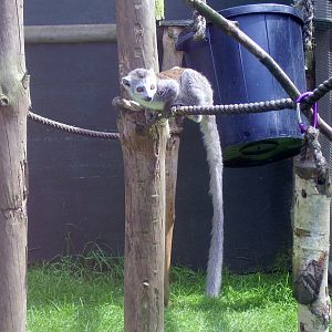 Lemur - 2009