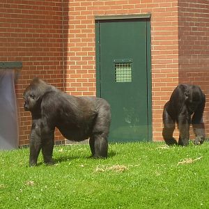 Gorillas - 2009