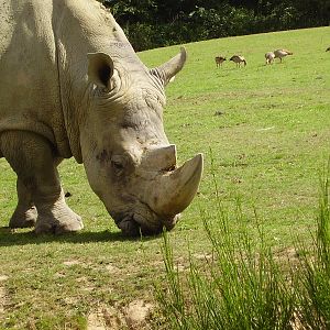 Rhino - 2008