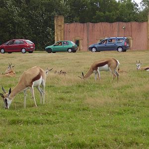 Gazelles - 2008