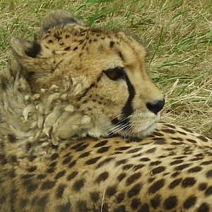 Cheetah - 2008