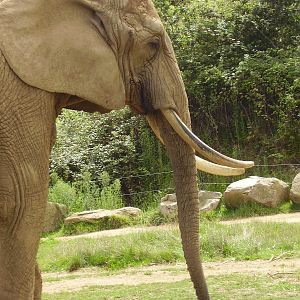 African Elephant - 2008