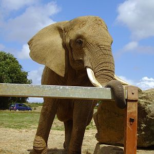 African Elephant - 2008